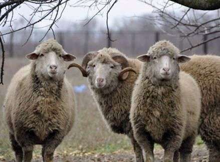 Grozny raza de ovejas