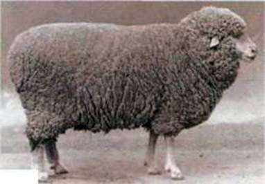 Raza de ovejas de Volgogrado