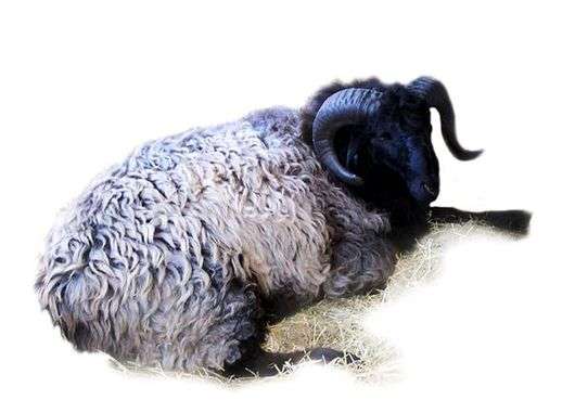 Karakul raza de ovejas