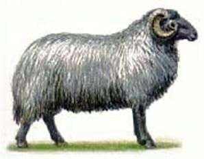 Karakul raza de ovejas