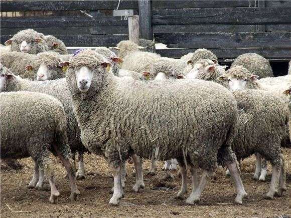 Hissar raza de ovejas