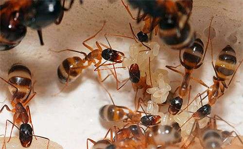 Cómo deshacerse de las hormigas en el patio trasero