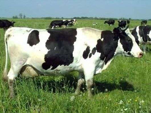 Tagilskaya raza de vacas