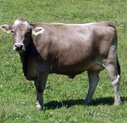 Casta marrón de las vacas