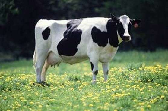 Holstein raza de vacas