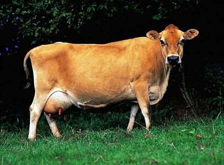 Jersey raza de vacas