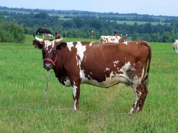 Raza de vacas Ayrshire