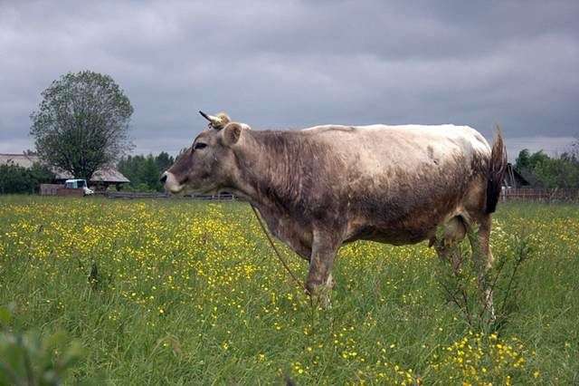 Raza Kostroma de vacas