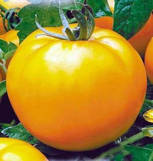 Variedad de tomates naranja