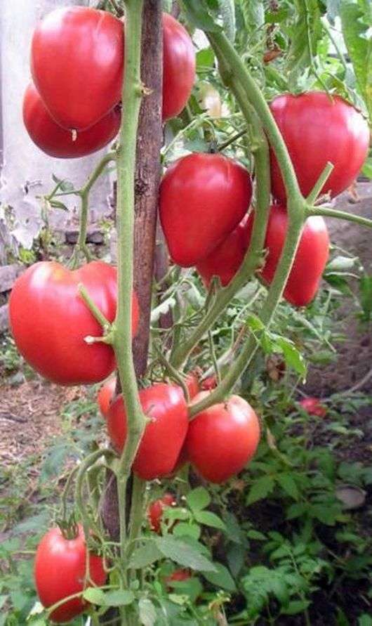 Variedad de tomate Milagro de la Tierra