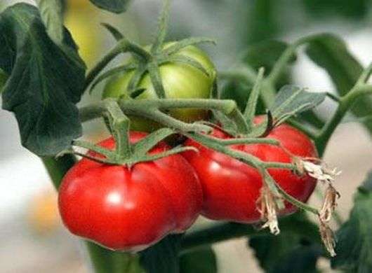 Variedad de tomates Milagro del mercado