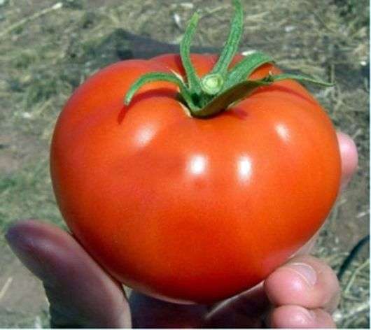 Variedad de tomates Kirzhach