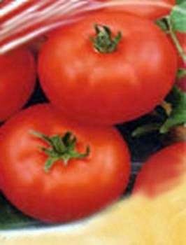 Variedad de tomates Kirzhach