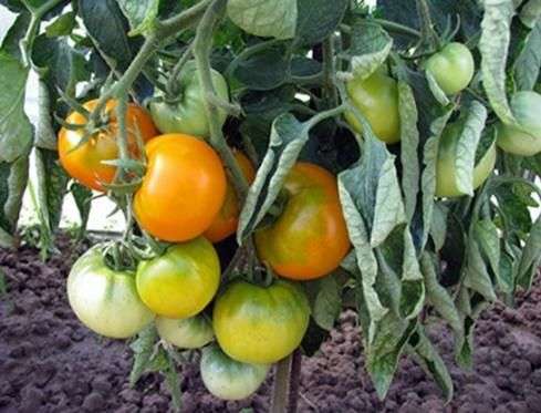 Variedad de tomates Persimmon