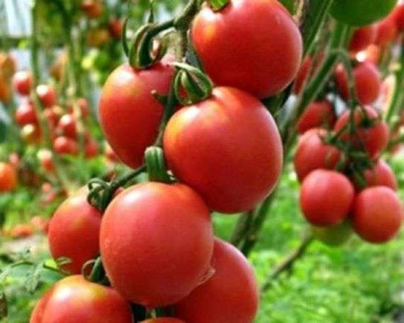 Variedad de tomate De Barao Giant