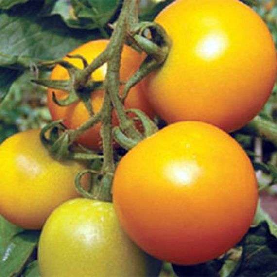 Variedad de tomates jirafa