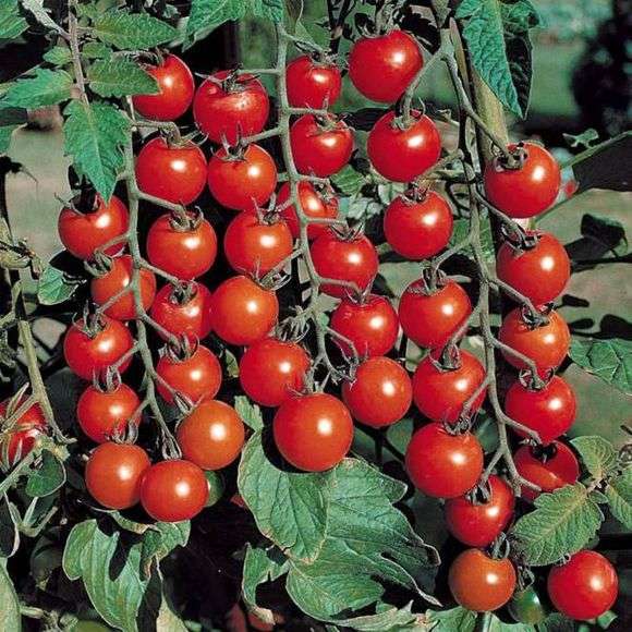 Variedad de tomate Cherry