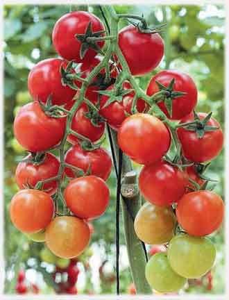 Variedad de tomate Cherry