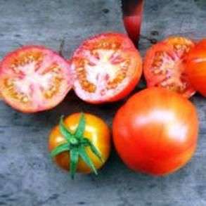 Variedad de tomate Sanka