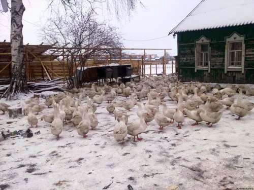 ¿Cómo mantener los gansos en invierno?
