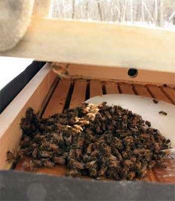 Hibernación de las abejas