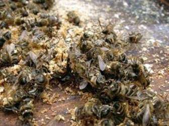 Tratamiento con sopa de abeja