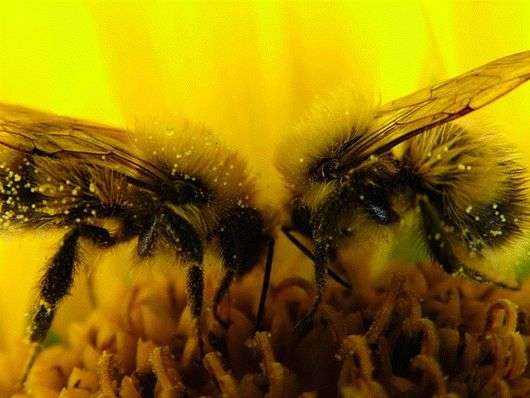 Contenido de bicarbonato de las abejas