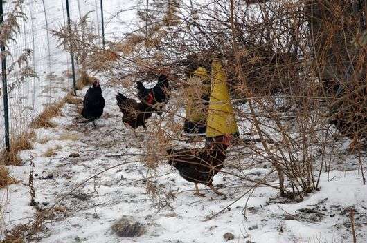 El contenido de pollos en invierno