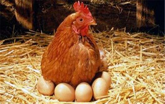 Por qué las gallinas picotean los huevos